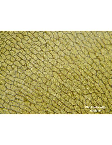 BRESSER Biolux Touch 5MP HDMI digital Microscope for School and Hobby - 6