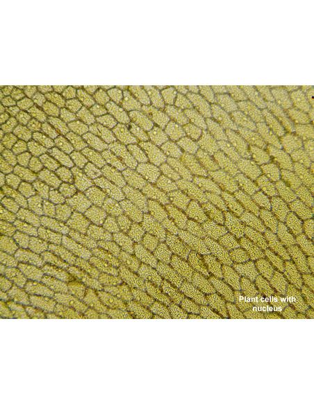 BRESSER Biolux Touch 5MP HDMI digital Microscope for School and Hobby - 6