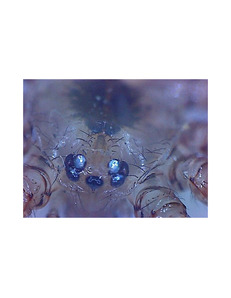 Robtics Microscopy 2