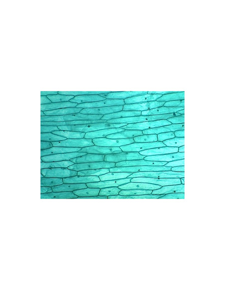 Omegon Telemikro USB Camera - 3