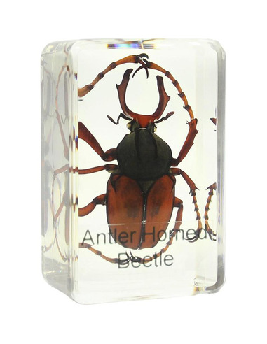 Omegon stag beetle prepared slide - 1