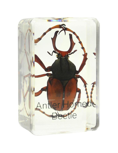 Omegon stag beetle prepared slide - 1