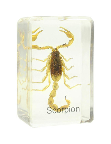 Omegon scorpion prepared slide - 1