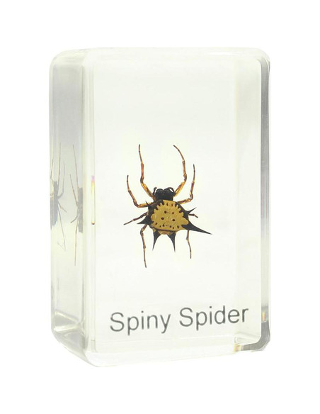 Robtics Omegon spiny spider prepared slide