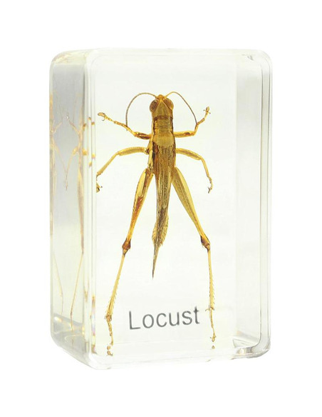 Robtics Omegon grasshopper prepared slide