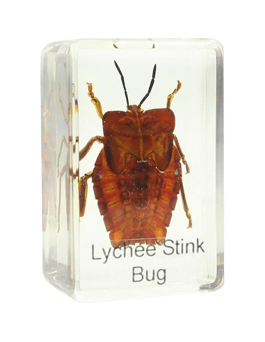 Omegon shield bug prepared slide - 2