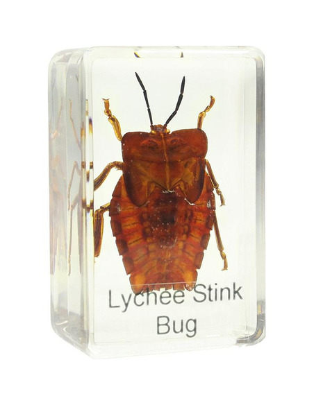 Omegon shield bug prepared slide - 2