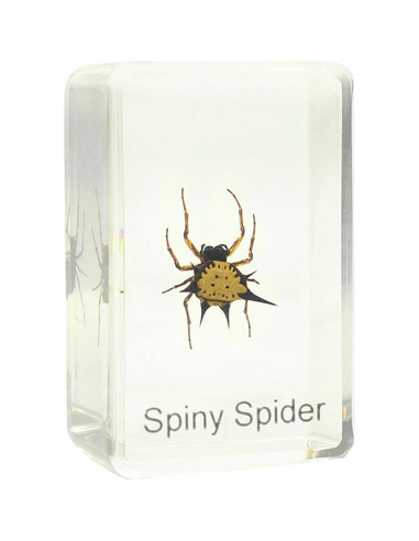 Robtics Omegon spiny spider prepared slide
