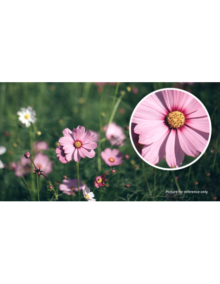 Robtics Seestar VisionX 8x24 Binoculars